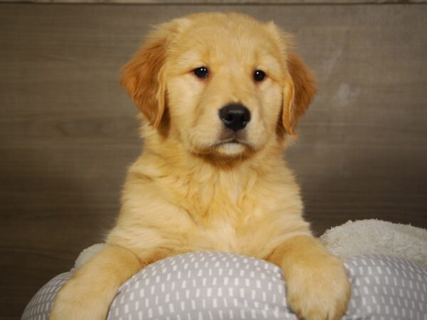 Golden Retriever DOG Female Cream 18064 Petland Iowa City, Iowa