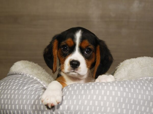 Beagle/Cavalier King Charles Spaniel-DOG-Female-Tri-Colored-18066-Petland Iowa City, Iowa