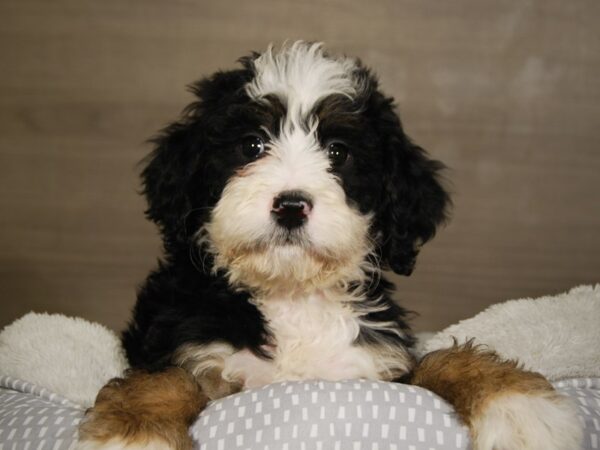 Bernadoodle-DOG-Male-Tri-Colored-18067-Petland Iowa City, Iowa