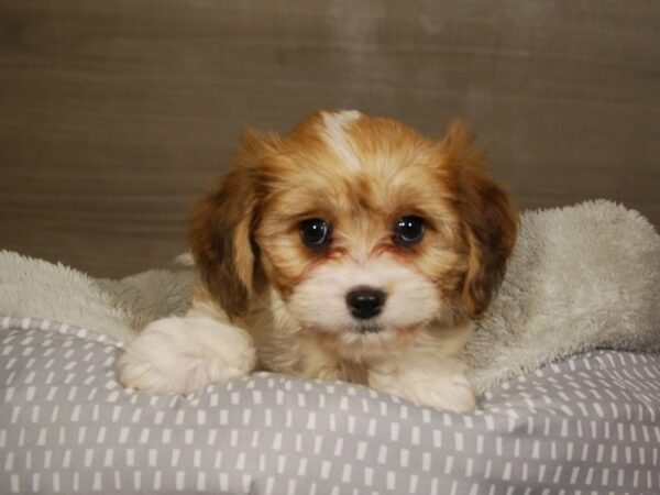 Cavachon DOG Male White / Sable 18068 Petland Iowa City, Iowa