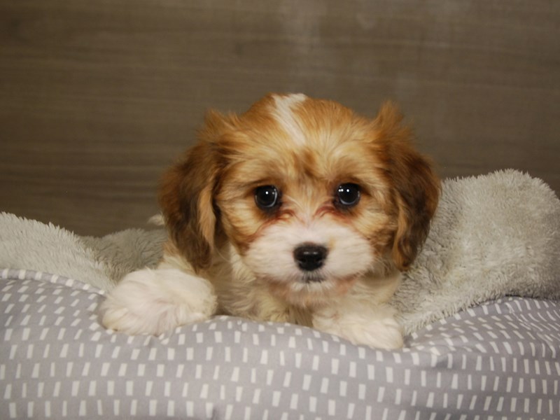 How Often Should I Feed My Cavachon Puppy