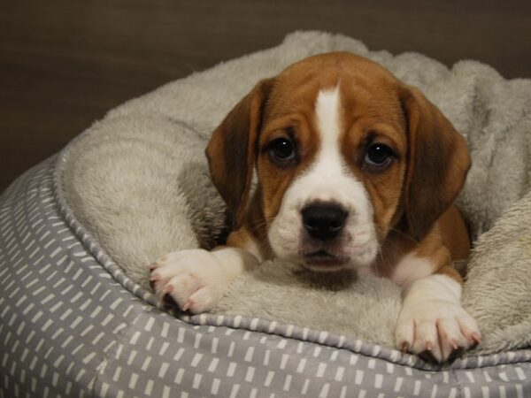 Bulldog/Beagle DOG Male fn & wh 18072 Petland Iowa City, Iowa