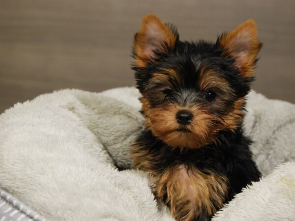 Yorkshire Terrier DOG Male Blk & Gld 18075 Petland Iowa City, Iowa