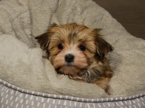 Maltese / Yorkshire Terrier-DOG-Female-Gld-18076-Petland Iowa City, Iowa