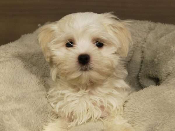 Maltese DOG Male White 18065 Petland Iowa City, Iowa