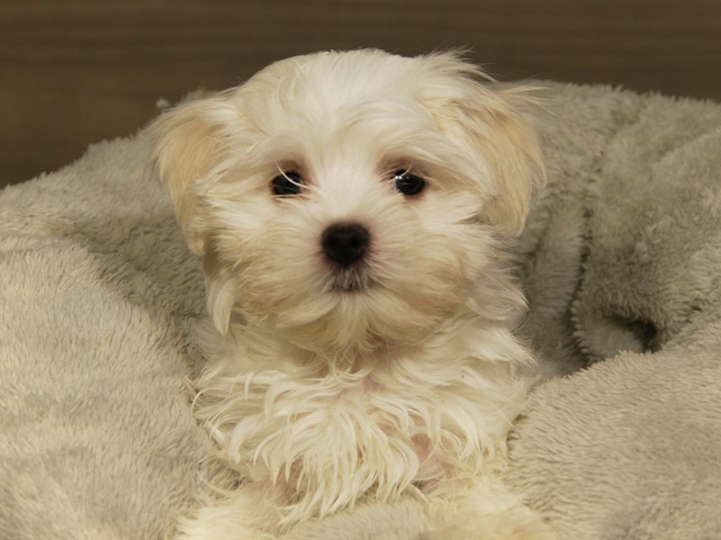 Maltese Dog Male White 18065
