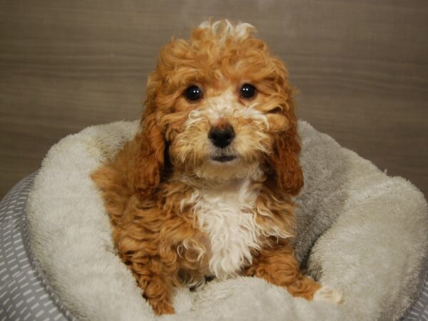 Goldendoodle Mini 2nd Gen DOG Female Light Red 18069 Petland Iowa City, Iowa