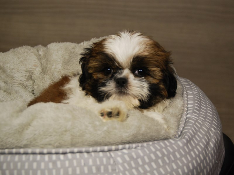 Shih Tzu Dog Female Brown and White 18070