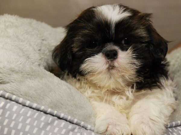 Shih Tzu DOG Male br & wh 18071 Petland Iowa City, Iowa