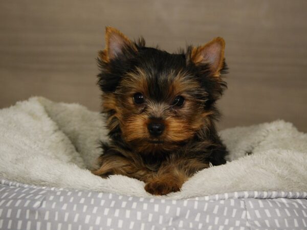 Yorkshire Terrier DOG Male Blk & Gld 18073 Petland Iowa City, Iowa