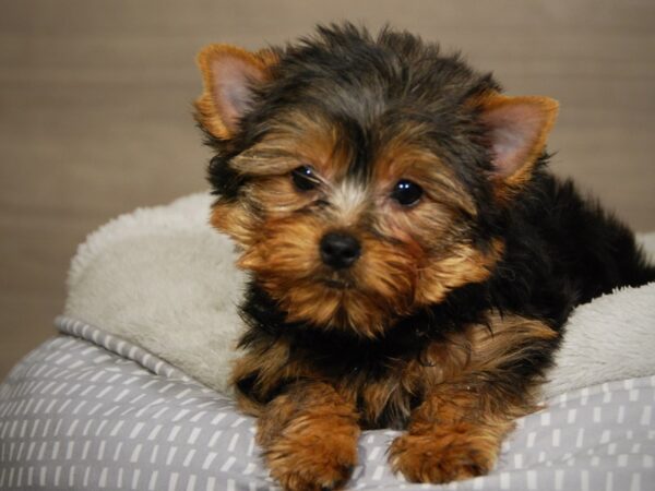 Yorkshire Terrier DOG Female Blk & Gld 18074 Petland Iowa City, Iowa