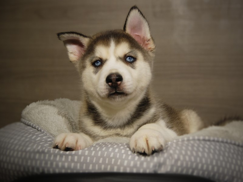 Siberian Husky Dog Male agt & wh 18090