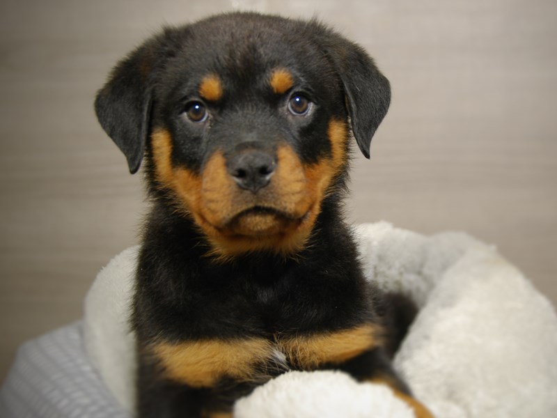 Rottweiler Dog Female Black / Tan 18078