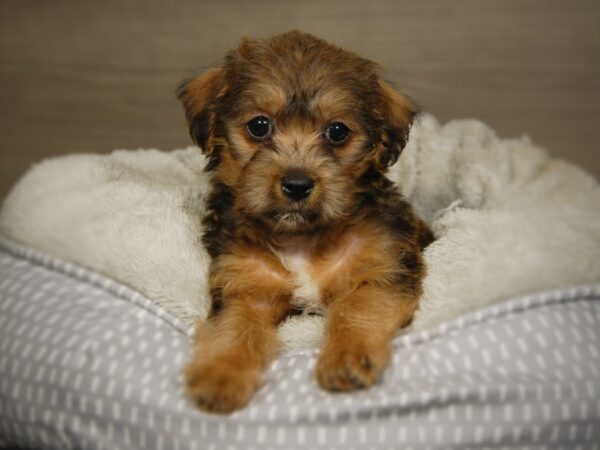 Jack-A-Poo DOG Male brdl 18089 Petland Iowa City, Iowa