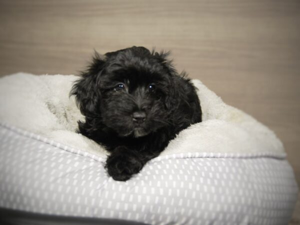 Mini Schnoodle-DOG-Female-blk-18088-Petland Iowa City, Iowa