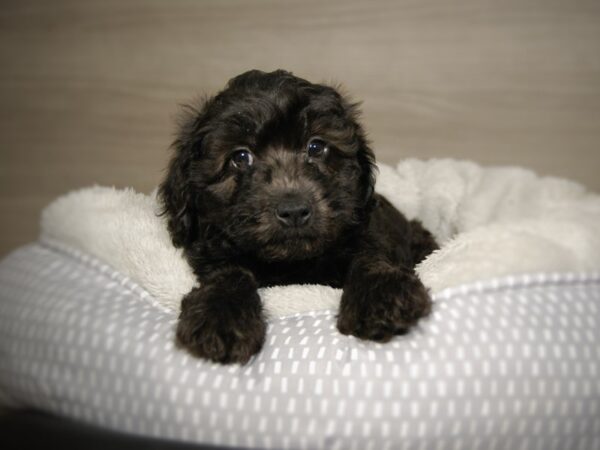 Whoodle Mini DOG Female blk sbl 18087 Petland Iowa City, Iowa