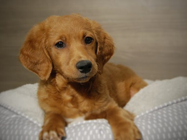 Goldendoodle Mini 2nd Gen DOG Female gldn 18085 Petland Iowa City, Iowa