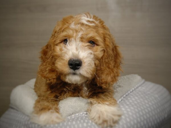 Goldendoodle Mini 2nd Gen DOG Male Apricot 18084 Petland Iowa City, Iowa