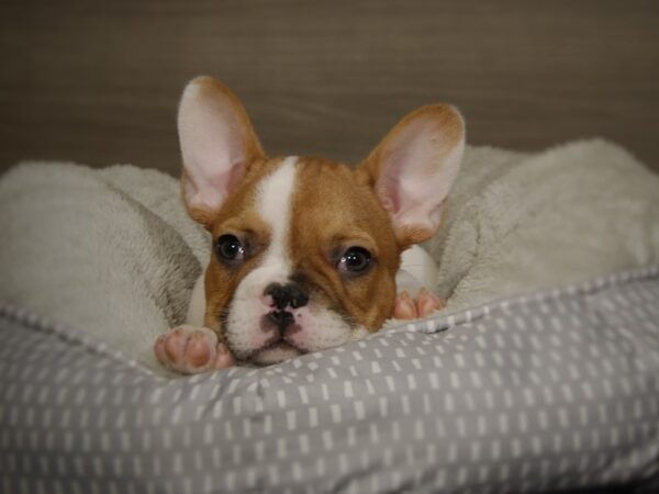 French Bulldog DOG Male Fawn 18083 Petland Iowa City, Iowa