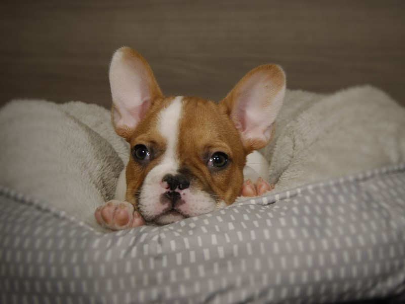 French Bulldog Dog Male Fawn 18083