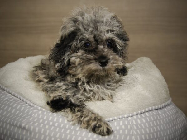 Poodle Mini DOG Female Blue Merle 18082 Petland Iowa City, Iowa