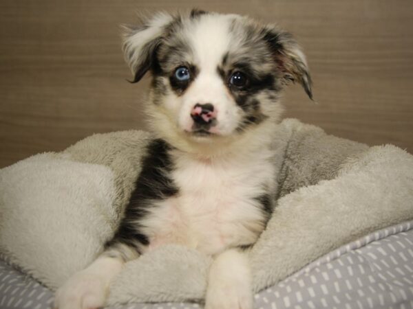 Australian Shepherd DOG Female Blue Merle 18081 Petland Iowa City, Iowa