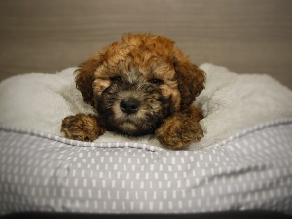 Soft Coated Wheaten Terrier-DOG-Female-Wheaten-18080-Petland Iowa City, Iowa