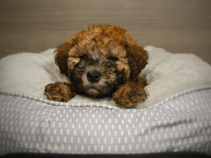 Soft Coated Wheaten Terrier Dog Female Wheaten 18080