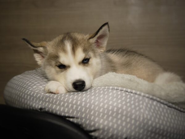 Siberian Husky DOG Female Gray / White 18079 Petland Iowa City, Iowa