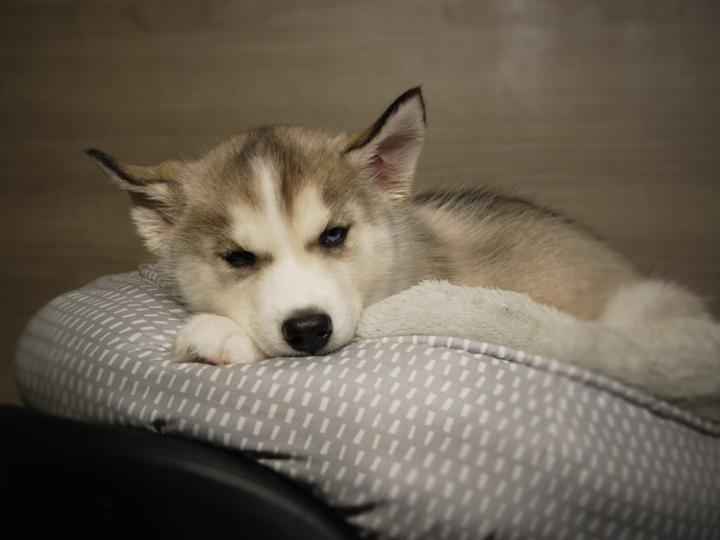 Siberian Husky Dog Female Gray / White 18079