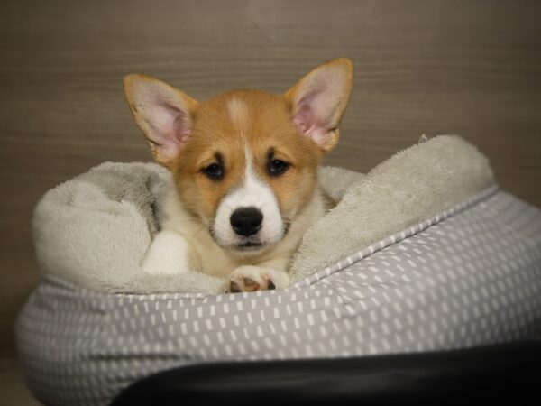 Pembroke Welsh Corgi-DOG-Male-Red / White-18077-Petland Iowa City, Iowa