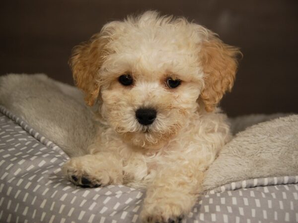 Bichon Frise / Poodle DOG Male White 18091 Petland Iowa City, Iowa