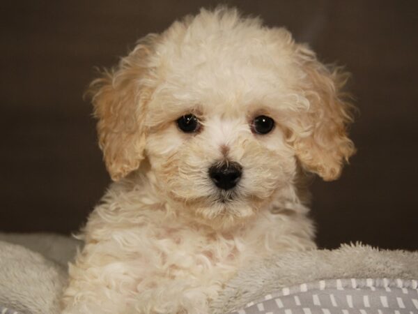 Bichon Frise / Poodle DOG Female White 18092 Petland Iowa City, Iowa