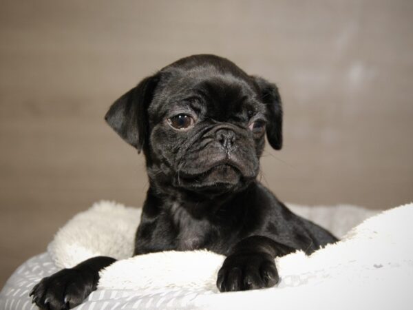 Pug DOG Female Black 18060 Petland Iowa City, Iowa