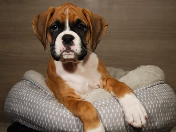 Boxer DOG Female Mahogany 18093 Petland Iowa City, Iowa