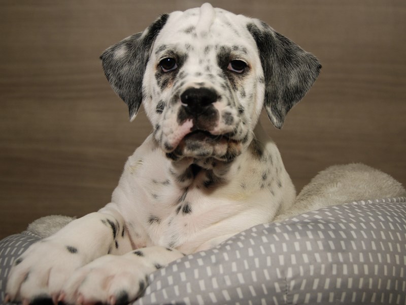 English Bulldog Dog Male White / Black 18094