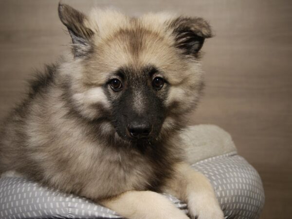 Keeshond DOG Male Black / Silver 18096 Petland Iowa City, Iowa