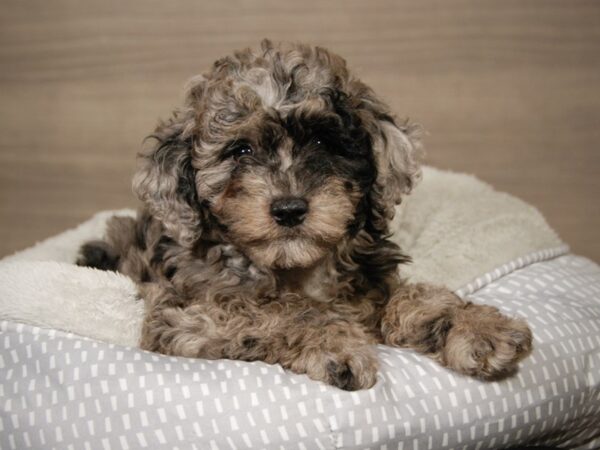 Poodle-DOG-Male-Blue Merle-18097-Petland Iowa City, Iowa