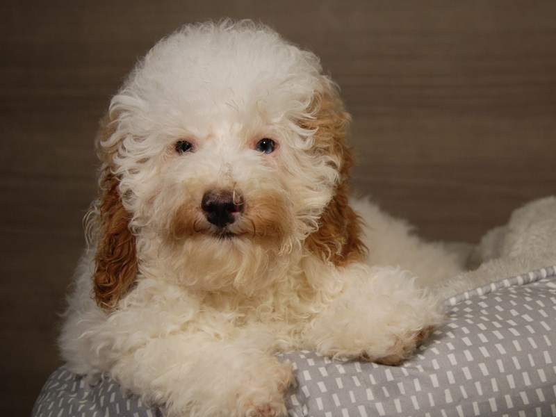Poodle Dog Female White 18098