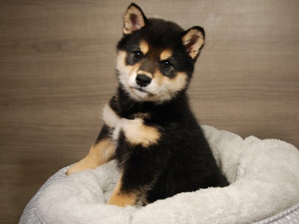 Shiba Inu DOG Male Black / Tan 18099 Petland Iowa City, Iowa