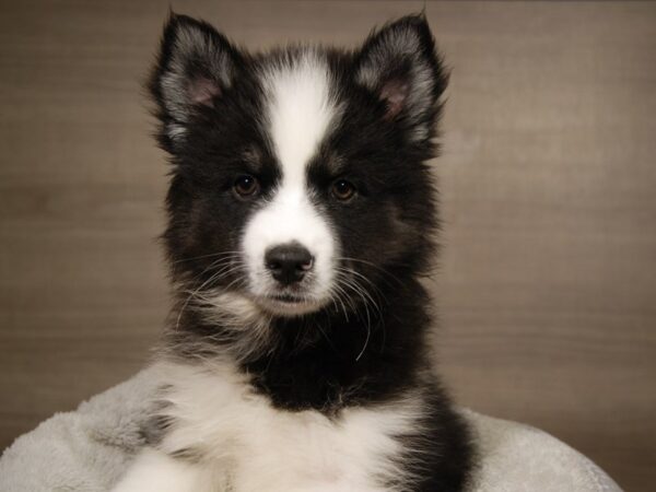 Siberian Husky/American Eskimo DOG Male Black / White 18101 Petland Iowa City, Iowa