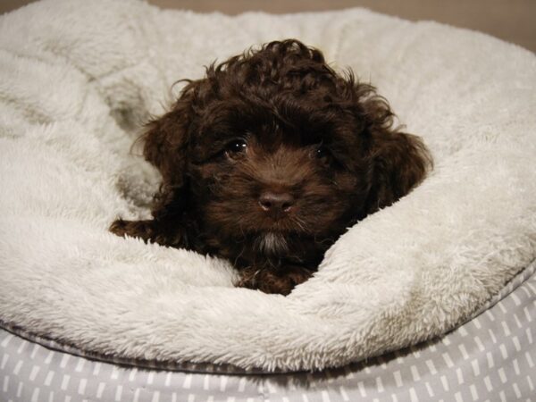 Poodle/Cocker Spaniel DOG Male Chocolate 18102 Petland Iowa City, Iowa