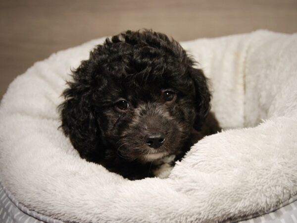 Labradoodle Mini 2nd Gen DOG Female Black 18103 Petland Iowa City, Iowa