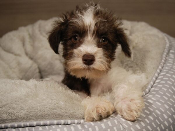 Schnoodle DOG Female Chocolate / White 18104 Petland Iowa City, Iowa