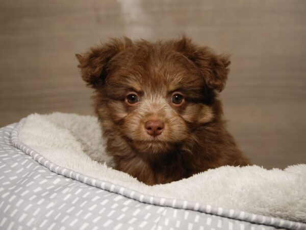 Havanese/Pomeranian DOG Male Chlt 18106 Petland Iowa City, Iowa