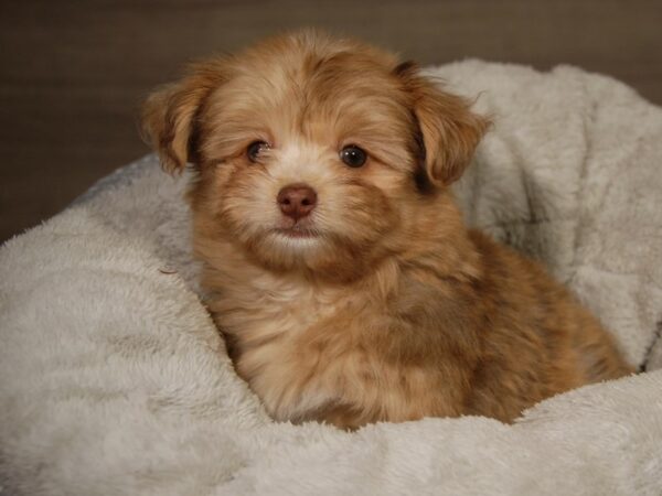 Havanese/Pomeranian DOG Male Gld 18107 Petland Iowa City, Iowa