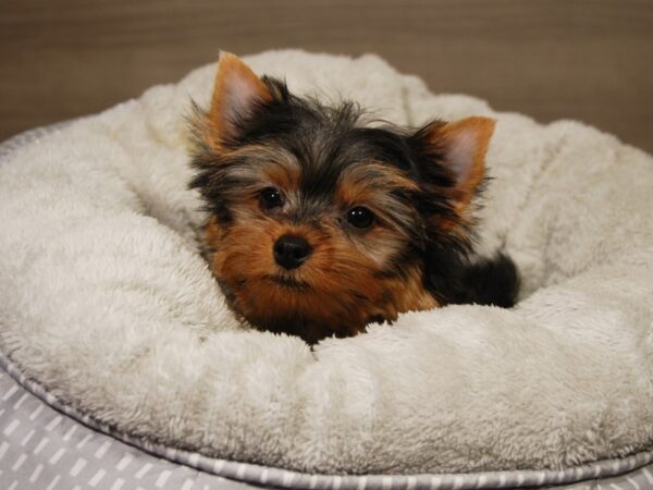 Yorkshire Terrier DOG Male Blk & Gld 18108 Petland Iowa City, Iowa