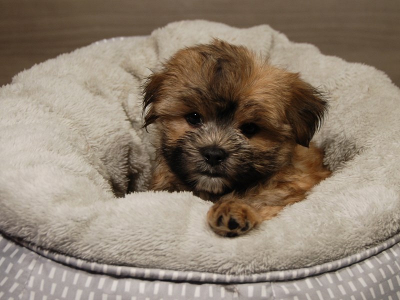 Morkie Dog Male Gld 18109
