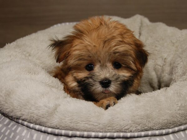 Morkie DOG Female Gld 18110 Petland Iowa City, Iowa