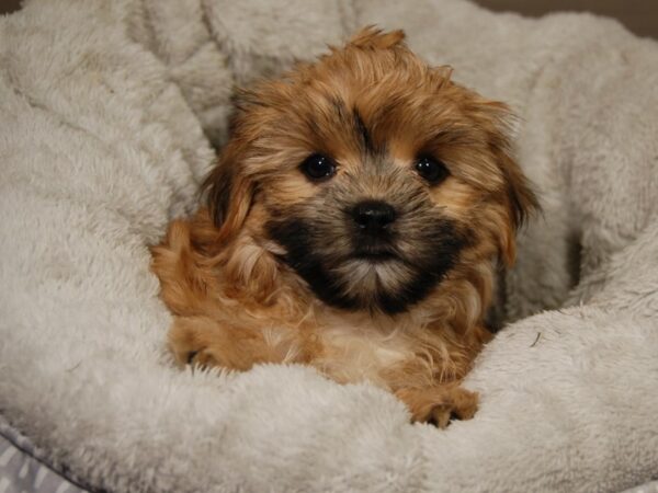 Morkie DOG Female Gld 18111 Petland Iowa City, Iowa